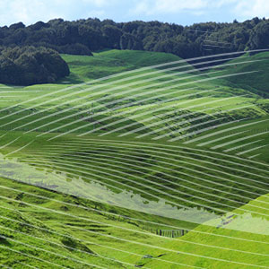 New Zealand Pasture