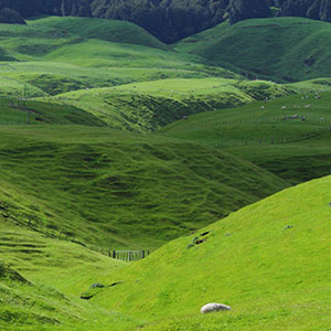 Grass fed Lamb