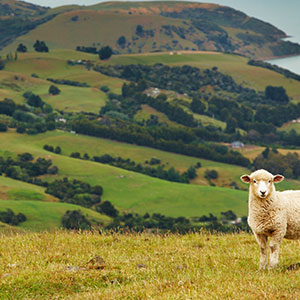 Free Range Lamb