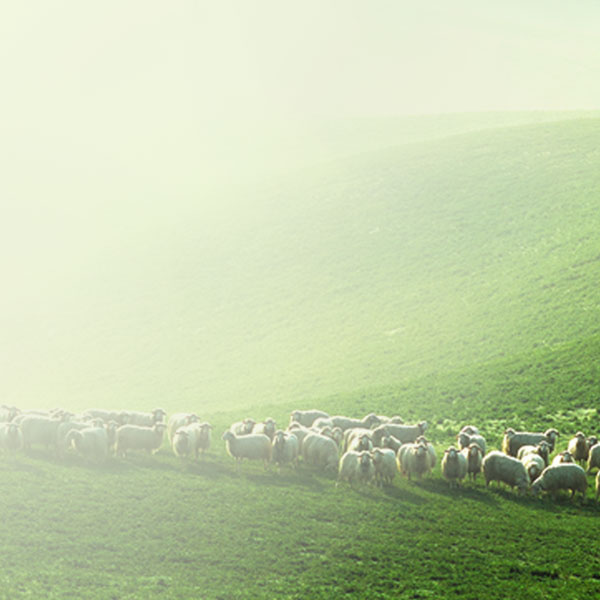 Learn About The New Zealand Spring Lamb Brand